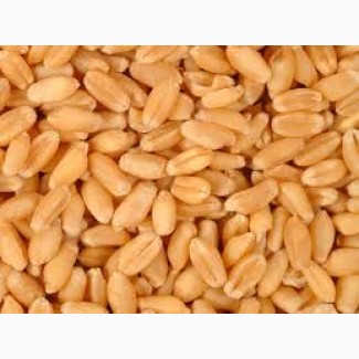 Купуємо пшеницю фуражну 4 класс 2021/2022року