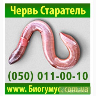 Продам: Владимирский червь (Старатель) купить в Харькове за 500 грн
