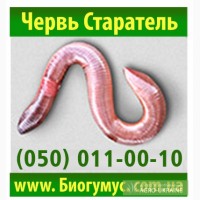 Продам: Владимирский червь (Старатель) купить в Харькове за 500 грн
