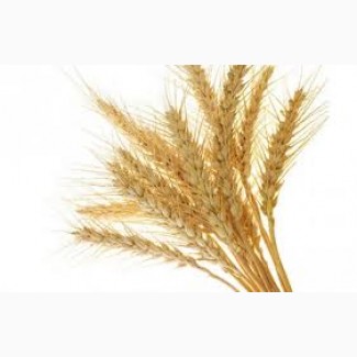 Продаємо пшеницю класову. Експорт