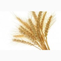 Продаємо пшеницю класову та фураж. Експорт