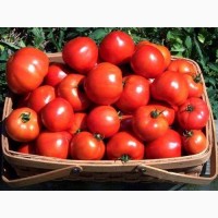 Шукаємо постачальників томатів по всій Україні від 5 тон