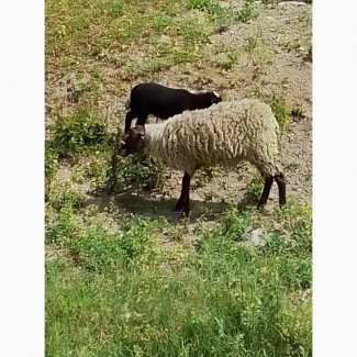 Вівці романівські