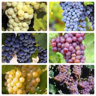 Фермерське господарство продасть виноград опт технічних сортів
