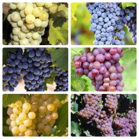 Фермерське господарство продасть виноград опт технічних сортів