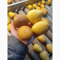 Картопля імпорт Казахстан