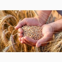 Крупозавод шукає постачальників зерна пшениці на постійній основі
