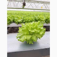 Продам салати та зелень цілий рік (гідропоніка)