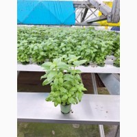 Продам салати та зелень цілий рік (гідропоніка)