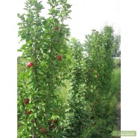 Оптовая продажа саженцев фруктовых деревьев: абрикос, слива, персик