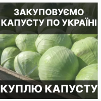 Куплю КАПУСТУ (Гурт/ОПТ) по всій Україні