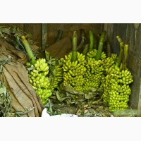 Продам банан зелёный и/или газированный ТМ Голден Форс, Эквадор- оптом