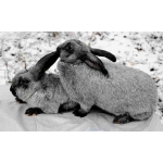 Кролики полтавский серебристый