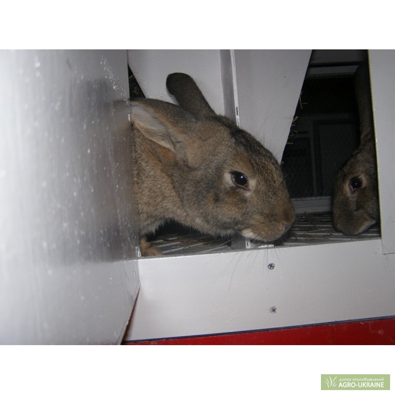 Фото 3. ЭКО-кролики