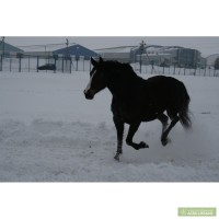 Срочно продам лошадь - Украинская верховая