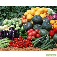 Продам семена овощных культур