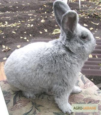 Фото 7. Продаю кроликов породы Европейское серебро (БСС, Шампань)