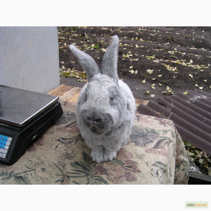 Фото 8. Продаю кроликов породы Европейское серебро (БСС, Шампань)