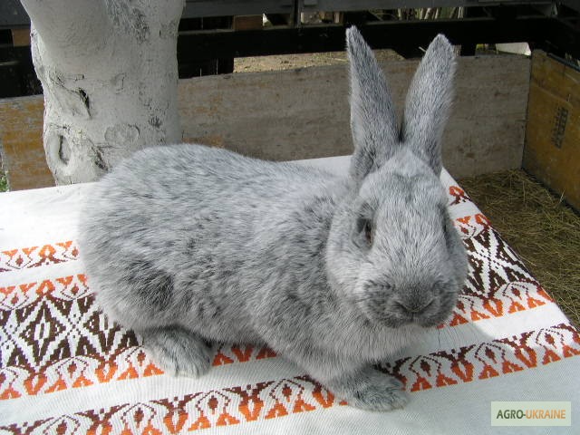 Фото 9. Продаю кроликов породы Европейское серебро (БСС, Шампань)