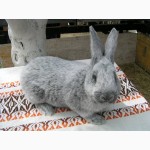 Продаю кроликов породы Европейское серебро (БСС, Шампань)