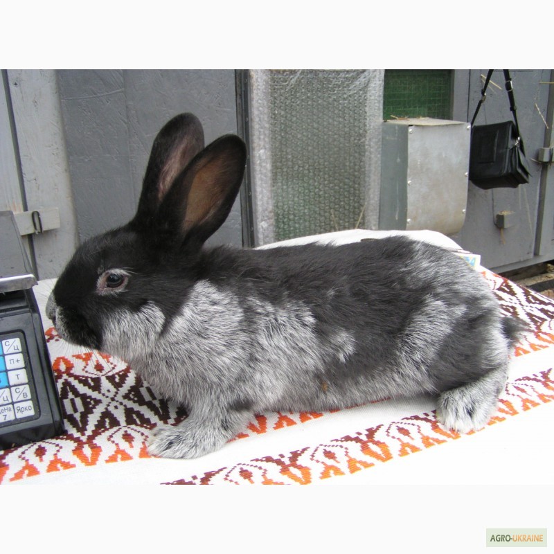 Фото 3. Продаю кроликов породы Европейское серебро (БСС, Шампань)