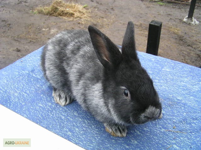 Фото 4. Продаю кроликов породы Европейское серебро (БСС, Шампань)