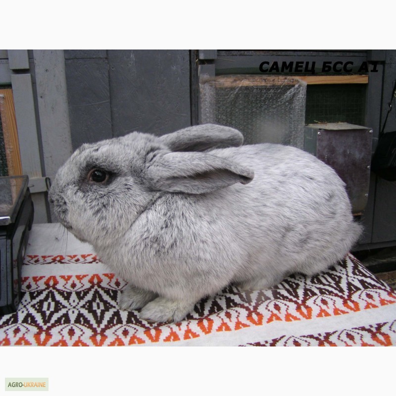 Фото 6. Продаю кроликов породы Европейское серебро (БСС, Шампань)