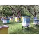 Пчелопакеты и пчелосемьи в Донецке