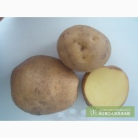 Продам картофель Украина