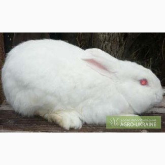 Кролики Новозеландский Белый - НЗБ - самец - возраст 1 год
