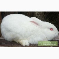 Кролики Новозеландский Белый - НЗБ - самец - возраст 1 год