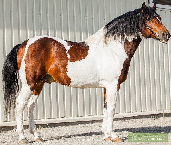 Фото 2. Породистая лошадь ZENDAL, кватерхорс (четвертьмильная лошадь), жеребец