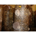 Мицелий вешенка шиитаке грибные блоки грибы Полтава