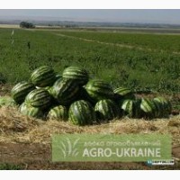 Овощи и фрукты с Юга Украины: помидор, картофель, лук, арбуз, капуста
