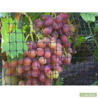 Шикарный виноград