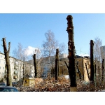 Удаление,Обрезка деревьев.Промышленный альпинизм Киев