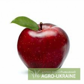 Фермерское хозяйство продает сортовое яблоко в Бахчисарайском районе АР Крым.