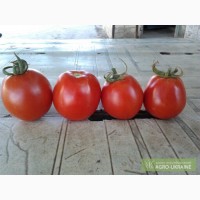 Продам помидор отличного качества Перфектпил Солерос Сливка номерная