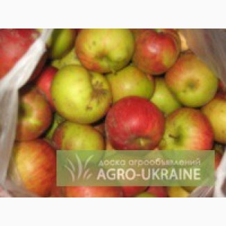 Продам яблоко падалица, оптом, АР Крым