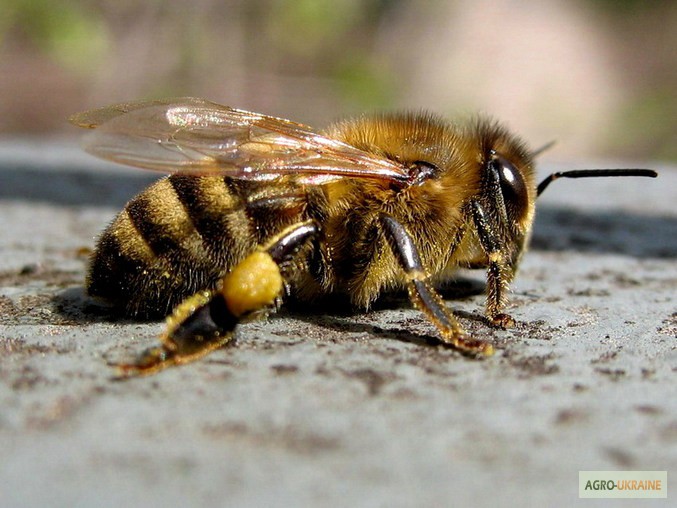 Фото 9. Перга (пчелиный хлеб)