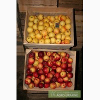 Продам яблоки в Донецкой области