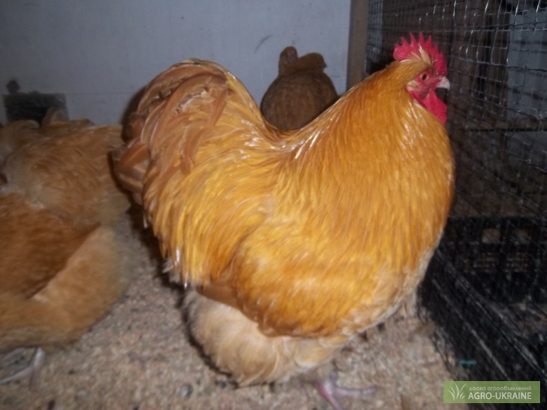 Фото 2. Продам цыплят орпингтона, кохинхина и марана