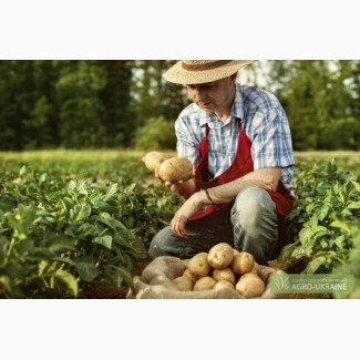 Продам картофель, семена, картошка, Киев