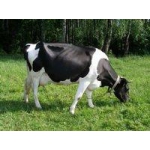 Коровы, тёлочки и бычки высокоудойных пород продам