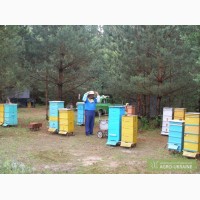 Недорого продам пчелосемьи