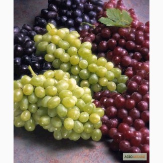 Продам виноград столовый с поля: Кодрянка, Мускаты и др. опт.