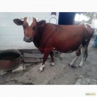 Продам тельну корову