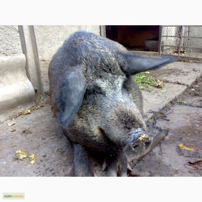 Продам свиноматку венгерської мангалиці