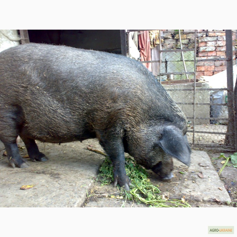 Фото 2. Продам свиноматку венгерської мангалиці