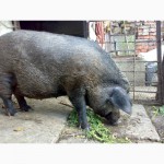 Продам свиноматку венгерської мангалиці